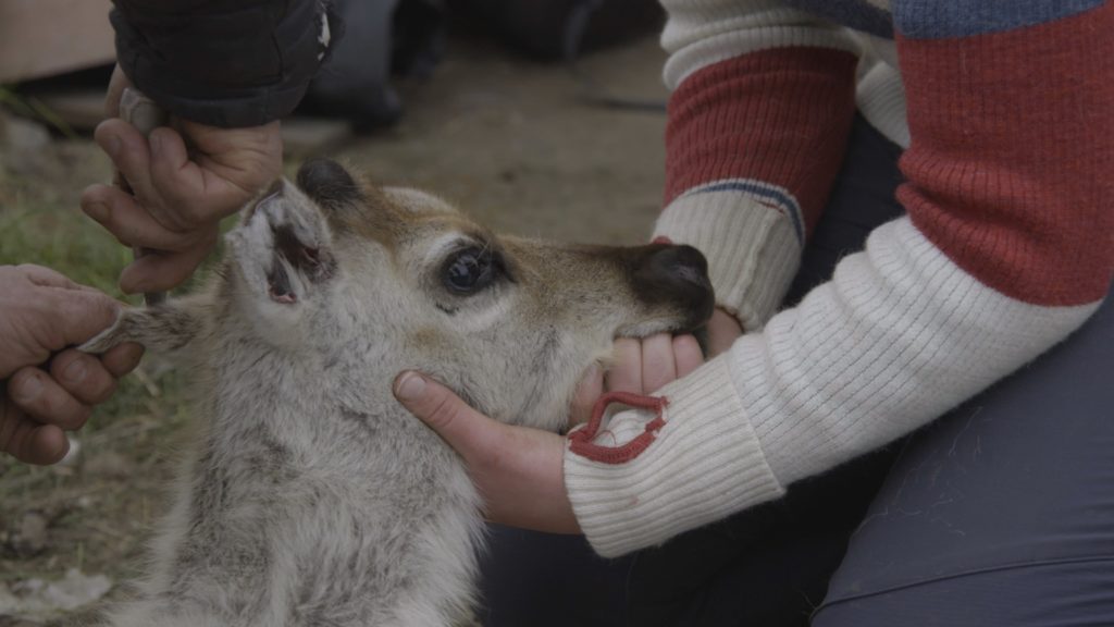 Skjermdump fra NRK-serien Sööfe