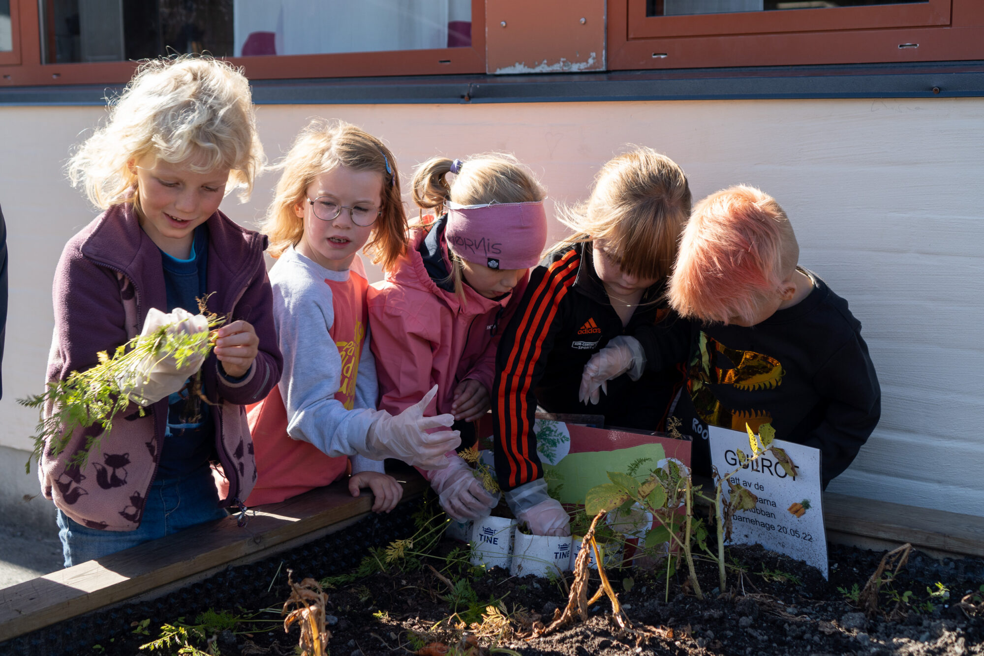 Høsting av grønnsaker på barneskolen